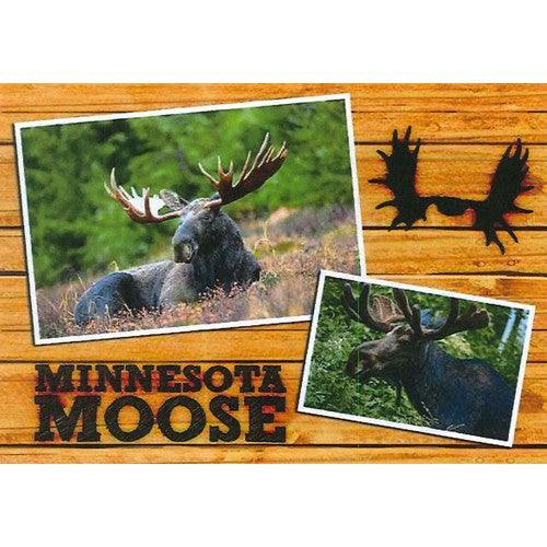 Minnesota Moose Postcard - Love From USA